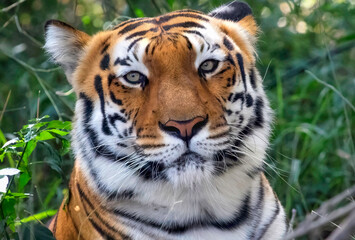 Fototapeta na wymiar Bengal Tiger face in close up view shot at Bannerghatta National forest
