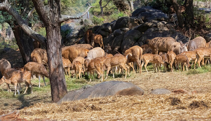Indian spotted deer herd grazing at the National Forest at Bannerghatta, Karnataka