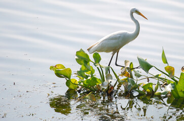 Great Egret bird sitting by the river to catch fish 