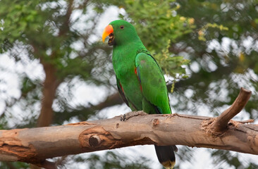Green parrot bird perched on a tree branch at Bannerghatta forest 
