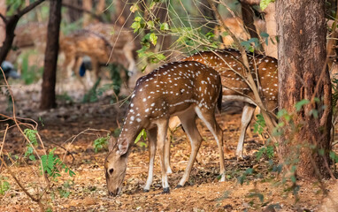 Herd of spotted deer grazing in the forest at Bannerghatta Karnataka India