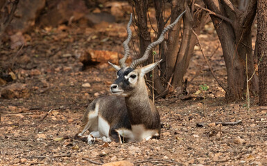 Indian antelope or blackbuck sitting at Bannerghatta forest in Karnataka, India