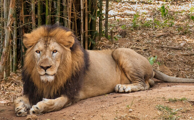 Indian Lion sitting in the wild at close up view at Bannerghatta forest in Karnataka