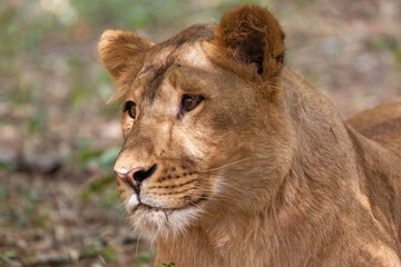 Fototapeta na wymiar Indian lioness face portrait in close up view