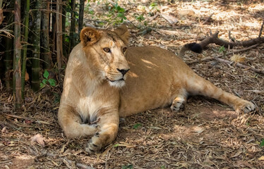 Indian lioness resting in the shade at Bannerghatta forest in Karnataka India