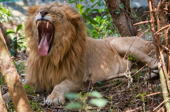 Indian lion in close up opens his mouth for a yawn at Bannerghatta forest at Karnataka