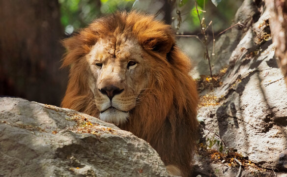 Indian lion head peeping out of the rocks at Bannerghatta forest at Karnataka, India