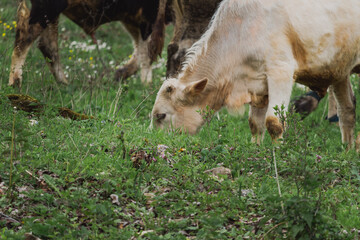 Cows grazing by the river near the village of Medven
