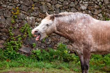Naklejka na ściany i meble Horses on pasture, in the heard together, happy animals, Portugal Lusitanos