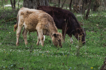 Grazing cows near the village of Medven