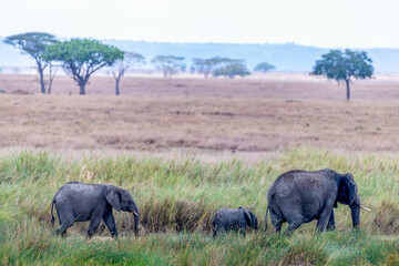 Fototapeta premium Wild elephants in the Serengeti National Park in the heart of Africa