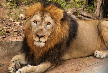 Indian Lion sitting in the wild at close up view at Bannerghatta forest in Karnataka