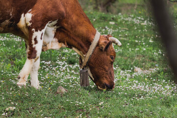 Naklejka na ściany i meble Grazing cow near the village of Medven