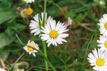 daisies in the grass