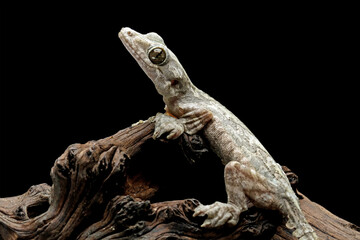 Flying gecko sitting on wood, aggressive reptile that likes to bite, gecko family, animals closeup