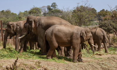 Fototapeta na wymiar Indian elephants used for jungle work feeding at Bannerghatta National forest