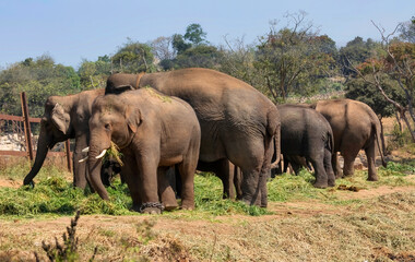Fototapeta na wymiar Indian elephants used for jungle work feeding at Bannerghatta National forest