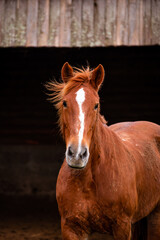 Fototapeta premium Horses on pasture, in the heard together, happy animals, Portugal Lusitanos
