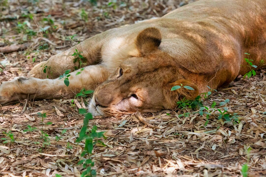 Lioness enjoy a mid day nap at Bannerghatta forest