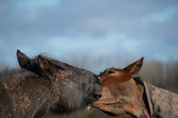 Fototapeta premium Two beautiful horses grooming g bitting and greeting eat other 
