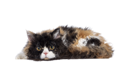Cute and excellent tortie Selkirk Rex cat, laying side ways head down. Looking towards camera with round eyes. Isolated cutout on a transparent background.