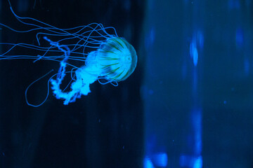 青く透明なクラゲ
