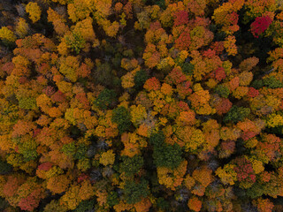 Aerial drone view looking straight down on autumn trees with a variety of different colour leaves.