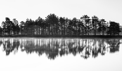 Tall trees and reflections on water