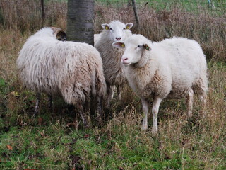 Schafe unter Baum