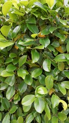 Fototapeta na wymiar Closeup of ficus leaves. Bright green fence decorative tree leaves of garden or park