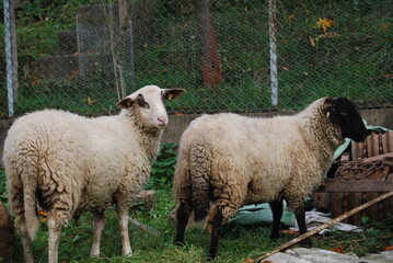 Schafe auf Erkundung