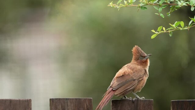 Un ave sobre un cerco de madera en un jardin con fondo desenfocado. Cacholote casta&ntilde;o, Pseudoseisura lophotes. San Luis, Argentina.