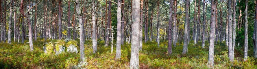Panorama of colorful autumn pine tree forest
