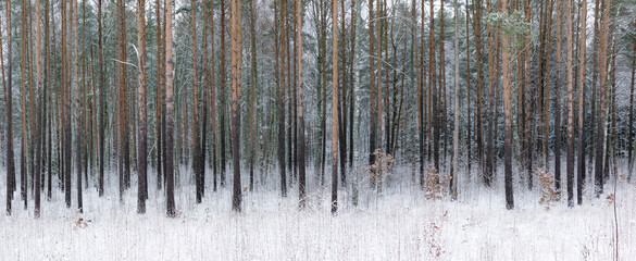 Fototapeta premium Scenics of snowy forest at winter