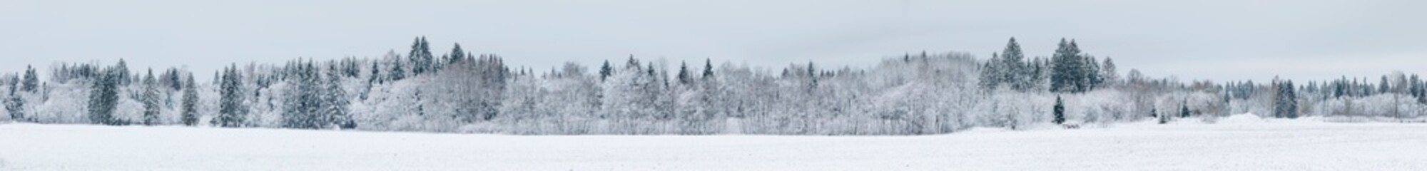 Large panorama of a snowy winter forest panorama landscape - obrazy, fototapety, plakaty