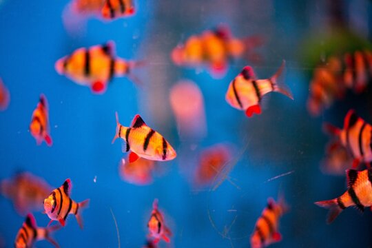 Fish in pet shop aquarium