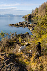 Goat on the rocks at Lago General Carrera in Puerto Rio Tranquilo, Chile