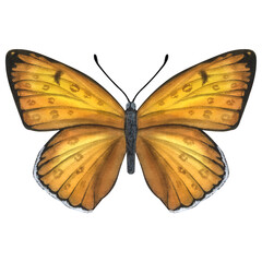 Beautiful orange butterfly. Hand-drawn watercolor illustration isolated on white background. Can be used for card, poster, stickers, scrapbook