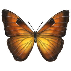 Fototapeta premium Beautiful orange butterfly. Hand-drawn watercolor illustration isolated on white background. Can be used for card, poster, stickers, scrapbook