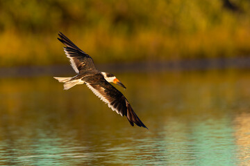 A black skimmer (Rynchops niger) in flight 