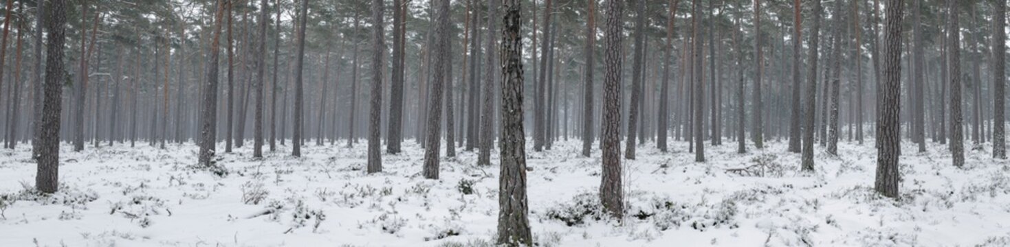 Slightly misty snowy pine tree forest