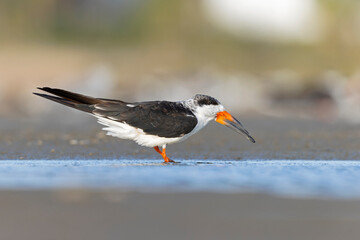 An American black skimmer (Rynchops niger) resting and preening on the beach.