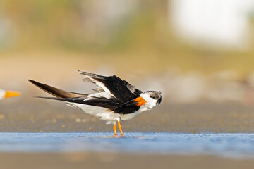 An American black skimmer (Rynchops niger) resting and preening on the beach.