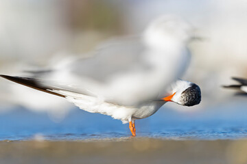 An American black skimmer (Rynchops niger) resting and preening on the beach.
