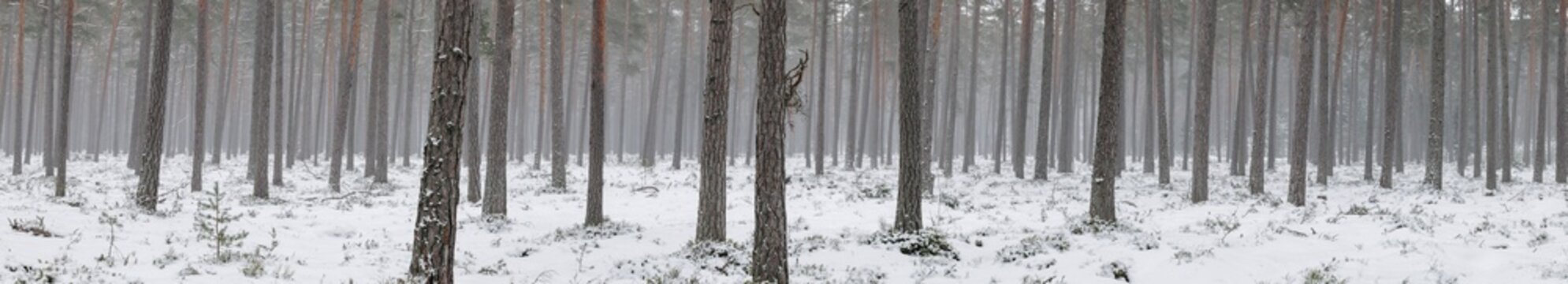 Panorama of slightly misty snowy pine tree forest