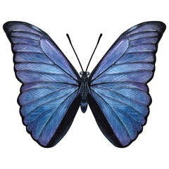 Beautiful blue-violet butterfly. Hand-drawn watercolor illustration isolated on white background. Can be used for card, poster, stickers, scrapbook