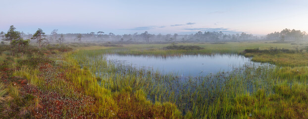 Fototapeta na wymiar Bog lake in a misty swamp in Estonia