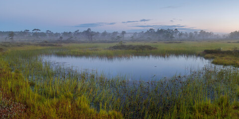 Bog lake in a misty swamp in Estonia