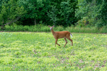 White-tailed Doe Deer In Last Year's Wet Cornfield