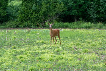 White-tailed Doe Deer In Last Year's Wet Cornfield